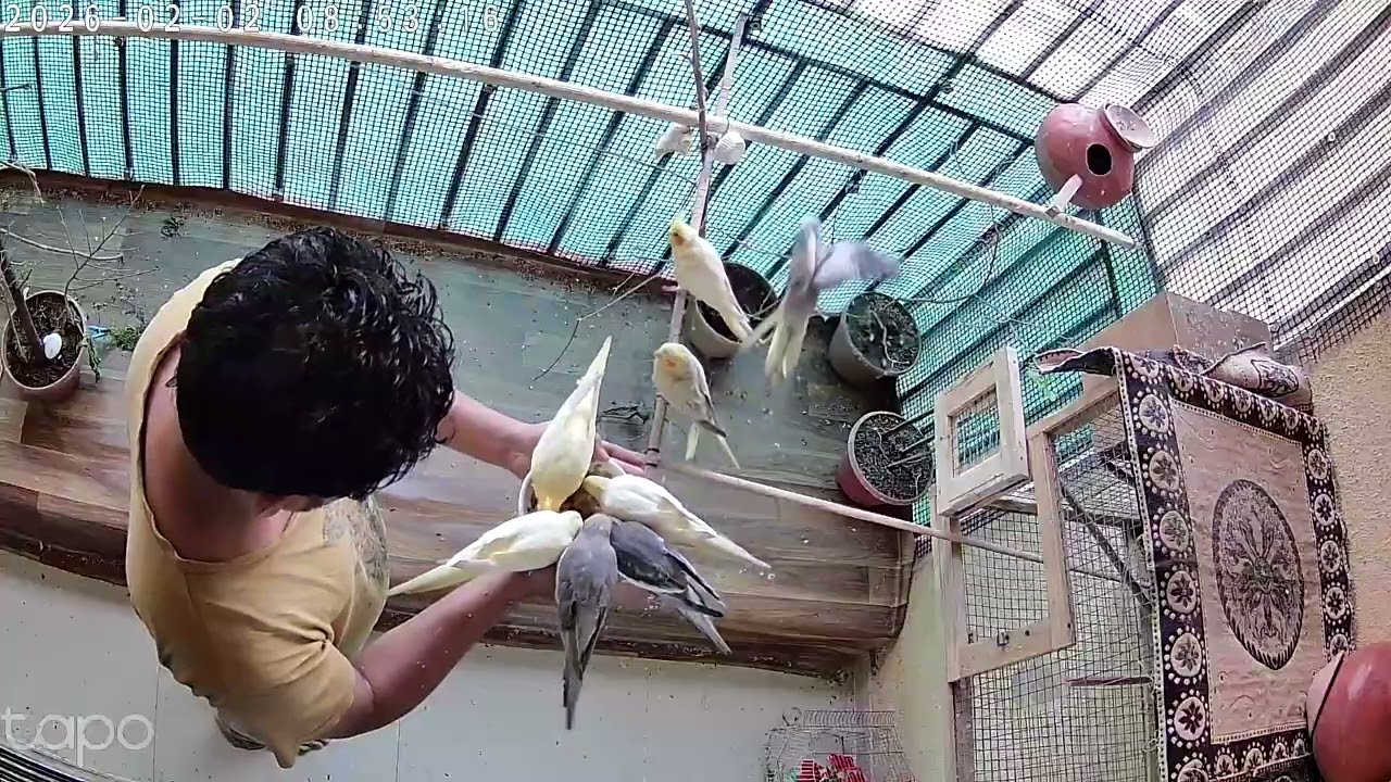 Hand Feeding Cockatiel 🐦 | Trust & Love Bond