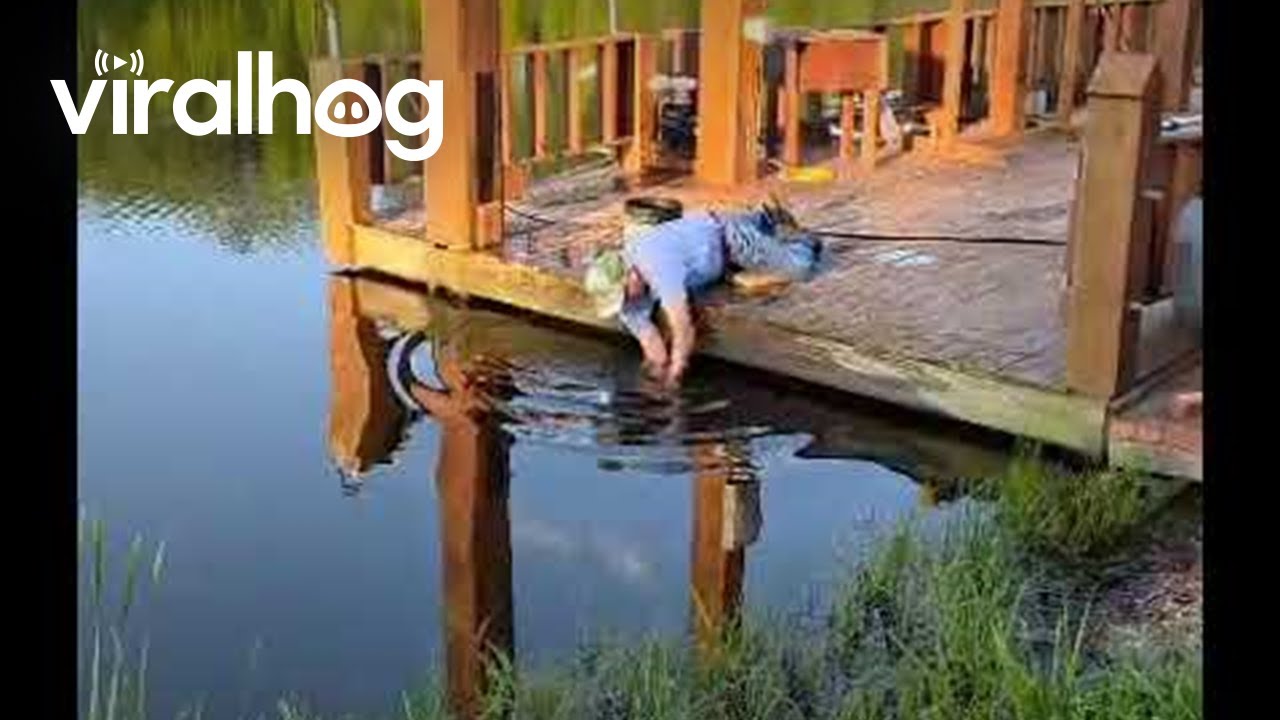 Мужчина поймал красивого окуня голыми руками || ViralHog