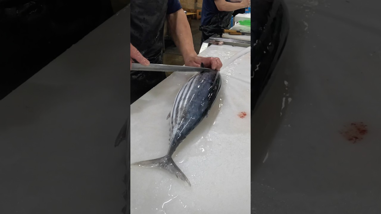 【職人】カツオ捌く