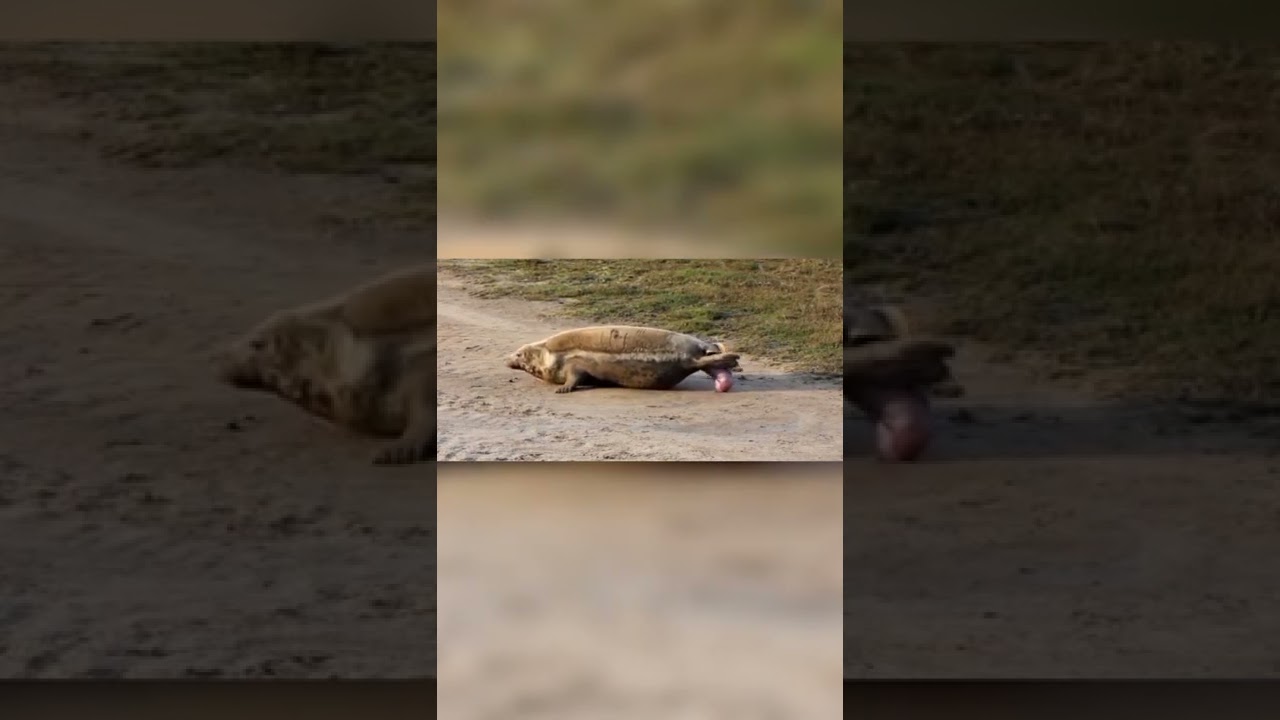 baru tau ternyata anjing laut itu melahirkan di darat bukan di laut #babyseals#imut#lucu