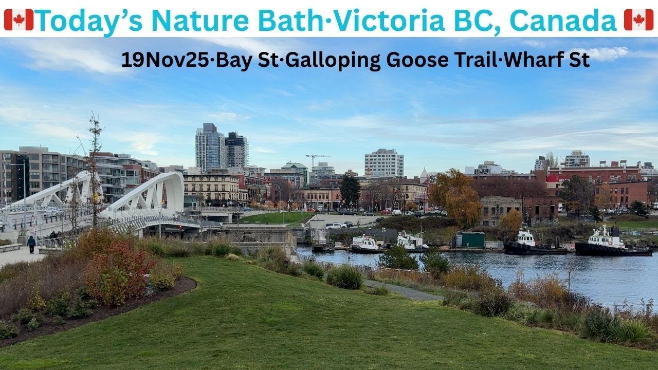 Today's Nature Bath 19Nov25·Bay St·Harbour Rd·Wharf St·Victoria BC, Canada