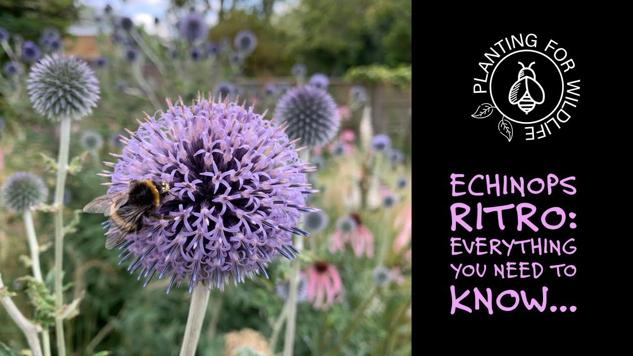 Echinops Ritro - everything you need to know...