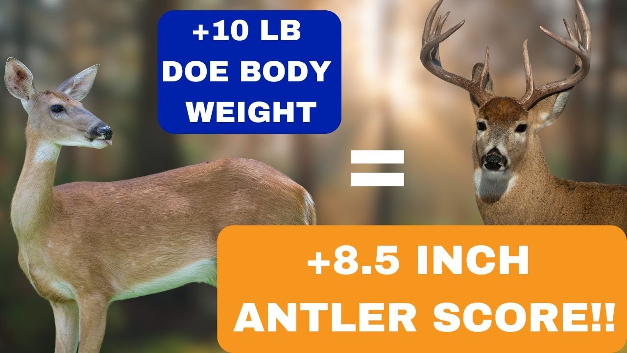 Doe body weight - male antler score correlation #NEW STUDY