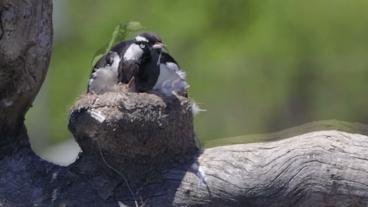 A moment of birds caring for their young.