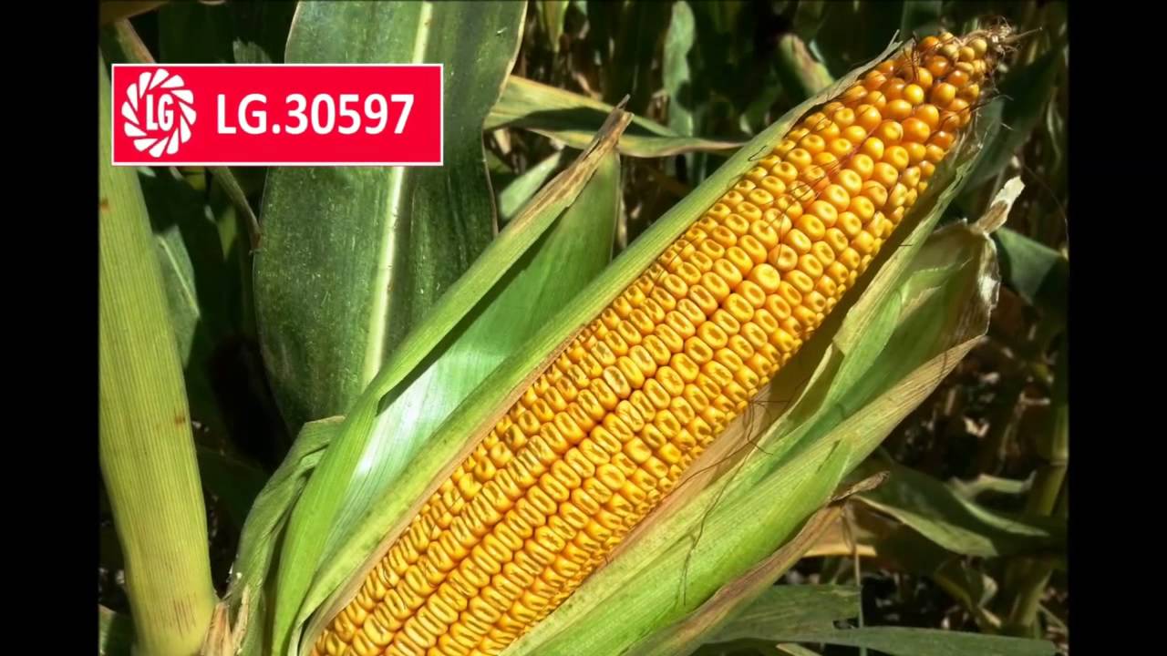 LG 30.597,  Central Anatolia Region...