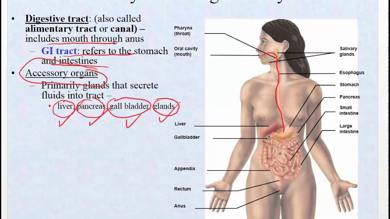 Chapter 21- Digestion Part 1 - Mouth through Small Intestine including pancreas