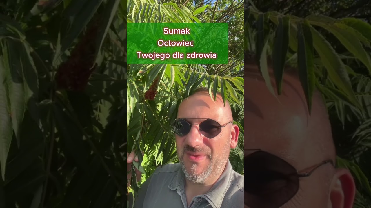 🌿 Sumak Octowiec na odporność organizmu. Mn&oacute;stwo Wiatamina C #wibracjeznatury #zdrowie