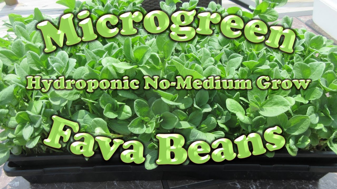 How to Grow Fava Bean Microgreens the IHG Method