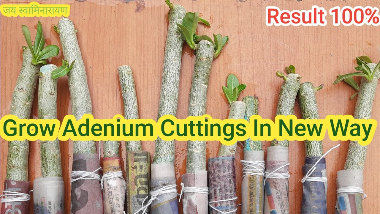 Growing Adenium Cuttings in New Way | लगाए अडेनियम कटिंग्स नए तरीके से एक भी नहीं मरेगी