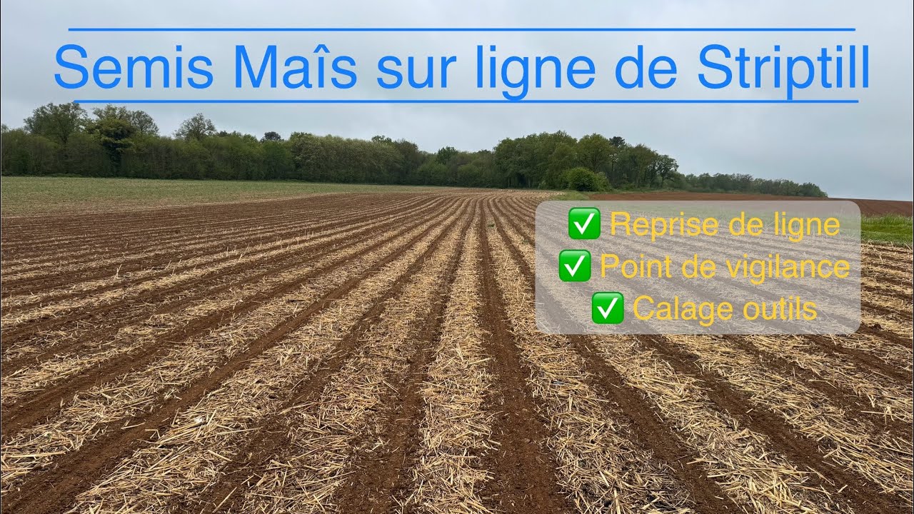 Semis Maîs sur ligne de Striptill