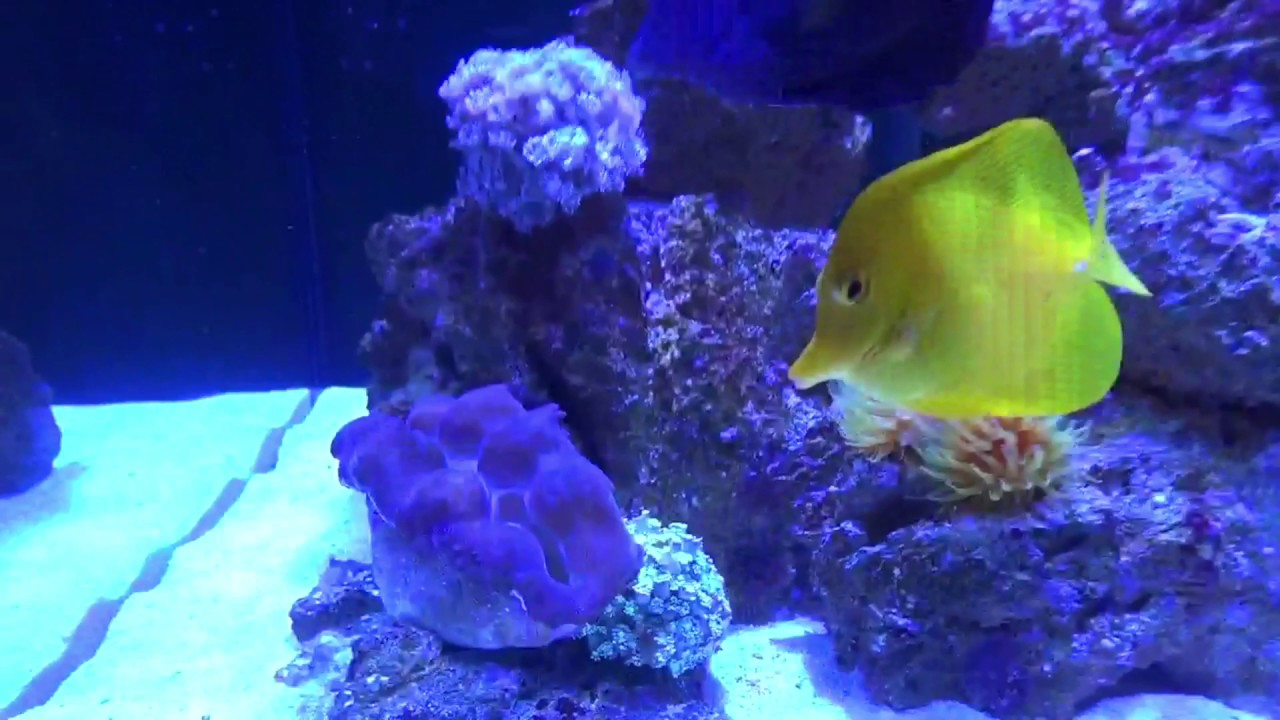 Red Sea reefer 250 /12 months update