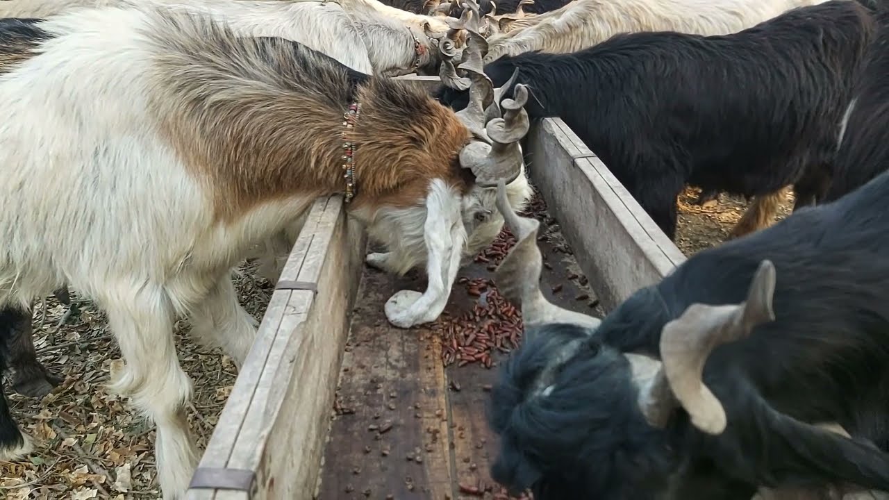 DDP Goat Breed Bumper Milk Producing Extinct Goat Breed Of Pakistan Needs To Be Saved