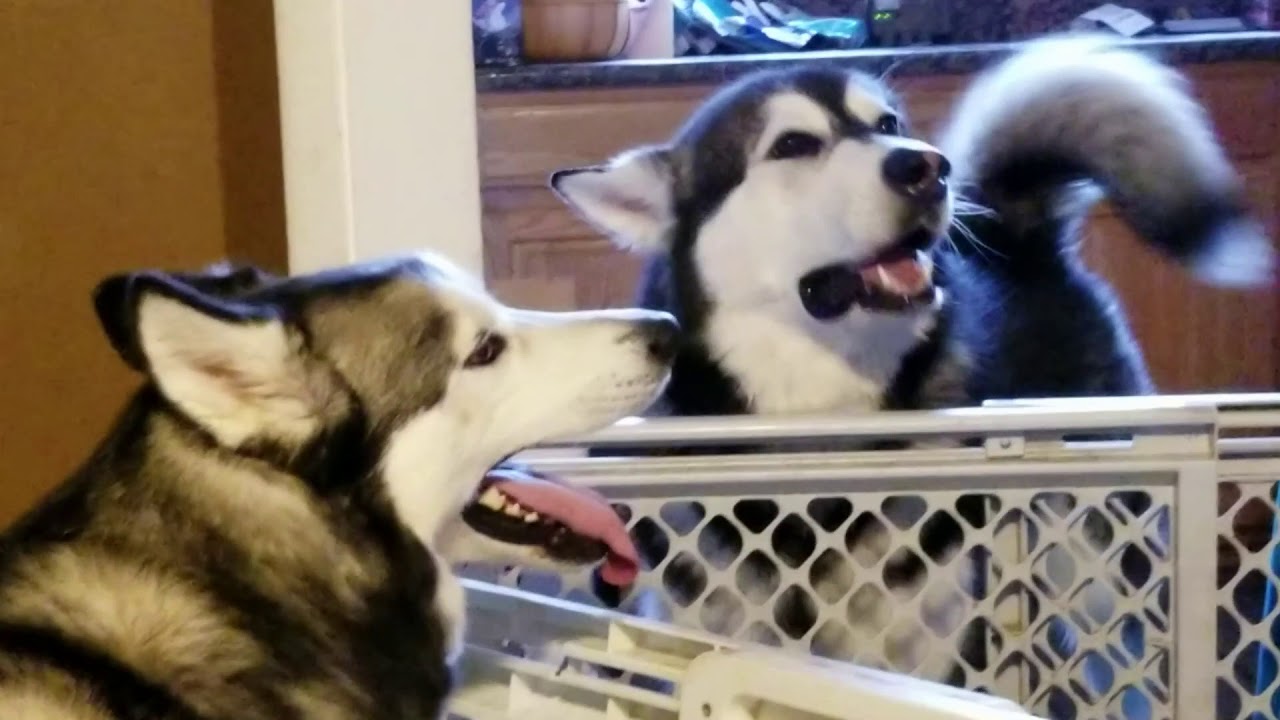 Tawnka The Husky Visits Tonka The Malamute!!!
