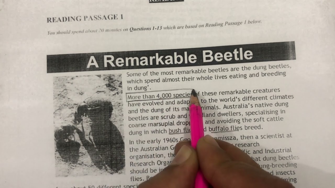 Ielts read true false not given |A Remarkable Beetle|