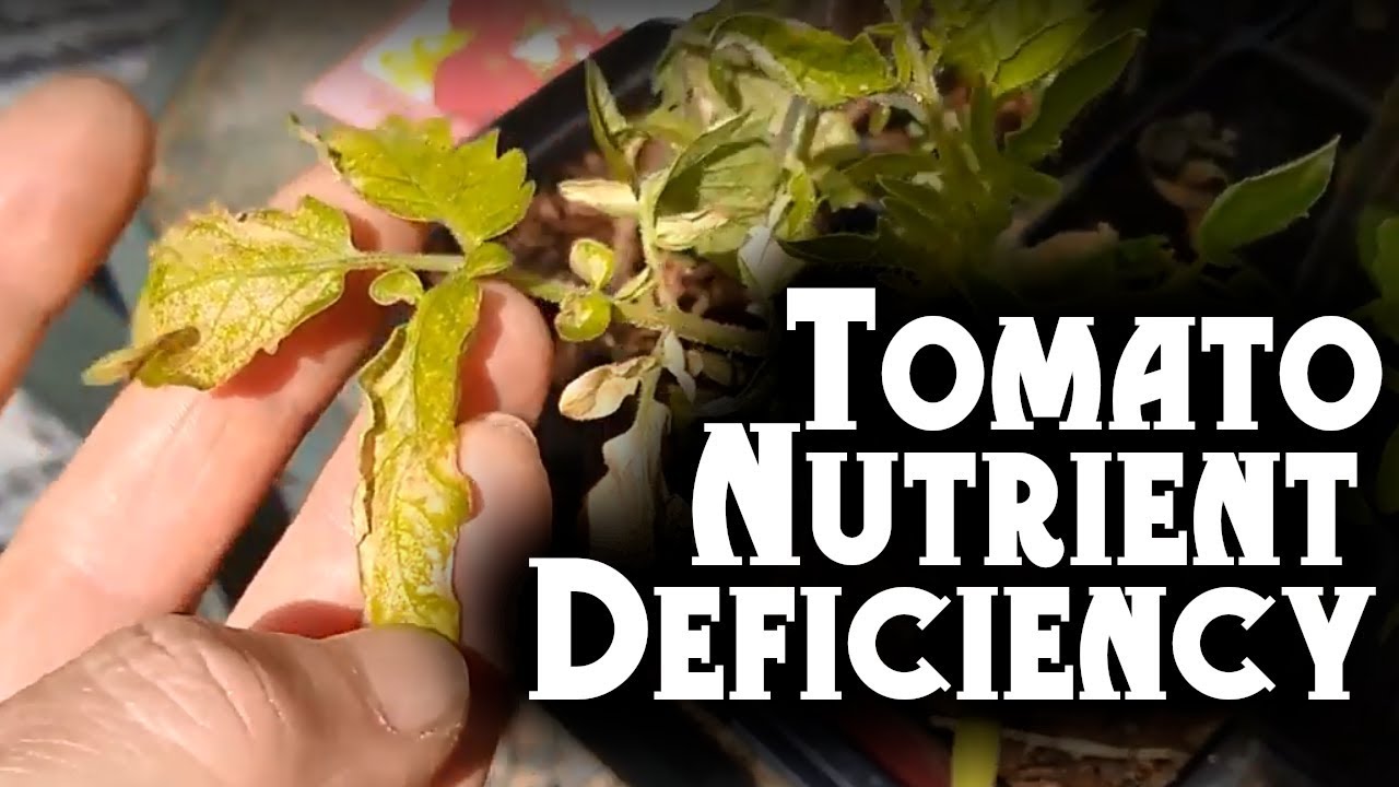Tomato Problems: Fixing Nutrients Deficiencies
