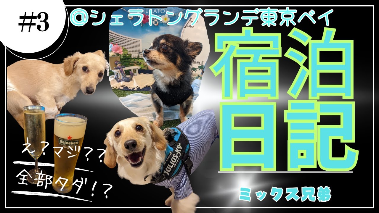 【おいぬとホカンス】シェラトングランデトーキョーベイ犬とホカンス