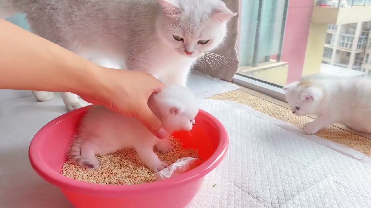 教小奶猫使用猫砂是一件多么煎熬的事情！【吃不胖的馒头】