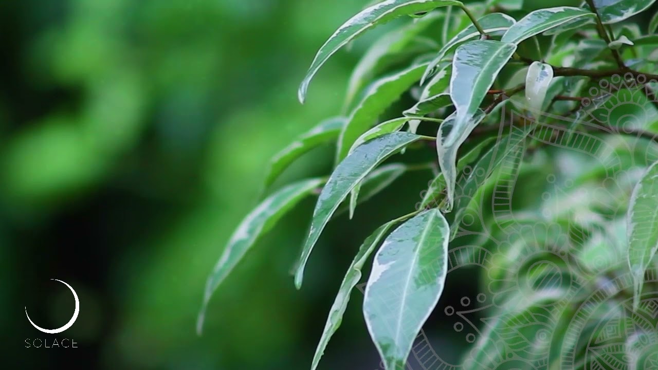 Healing Grief | A Guided Meditation