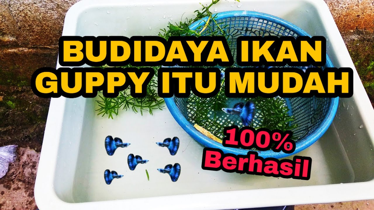CARA BUDIDAYA IKAN GUPPY, MUDAH & SIMPEL