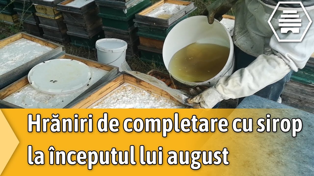 Hraniri de completare cu sirop la inceputul lui august
