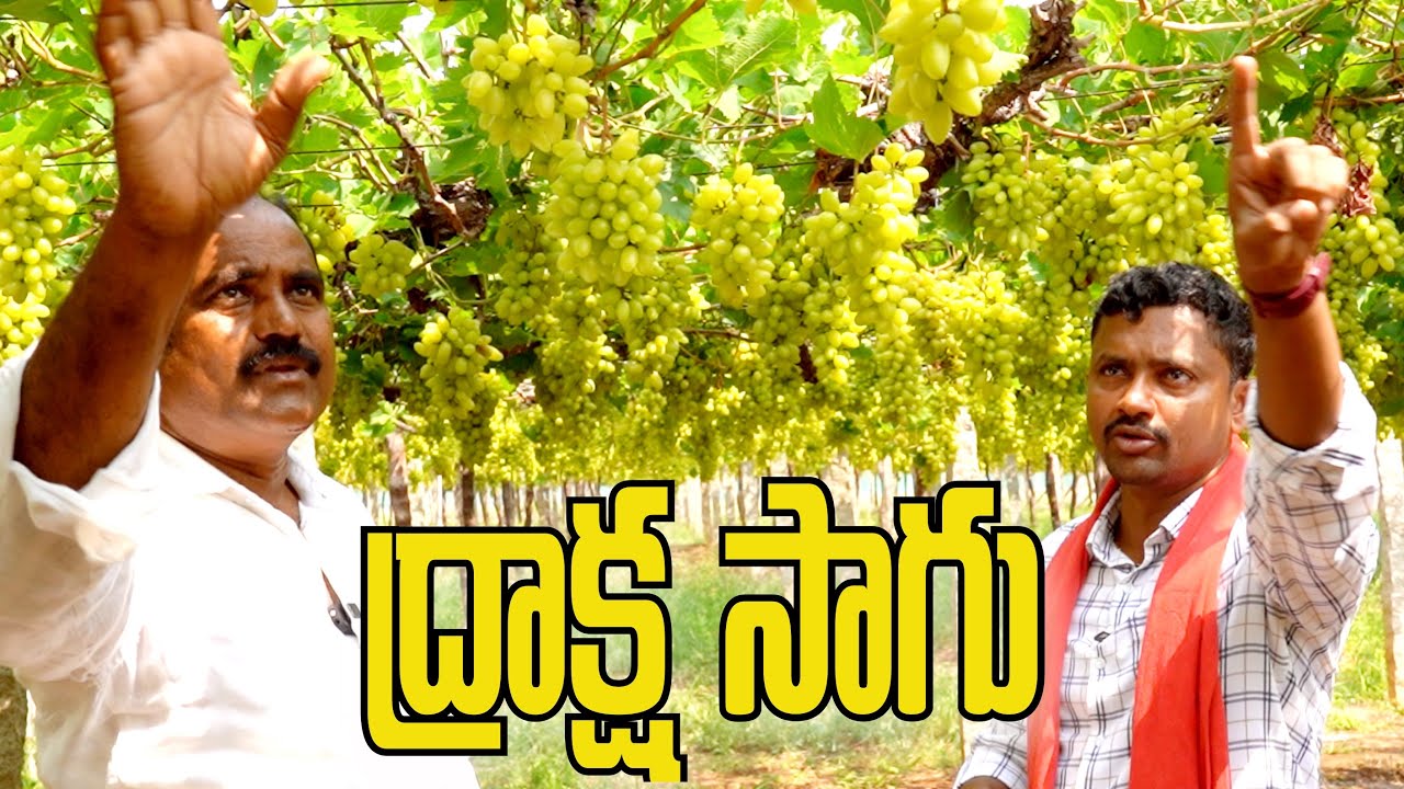 10 Acres Grapes Farming | ద్రాక్ష సాగు | రైతు బడి