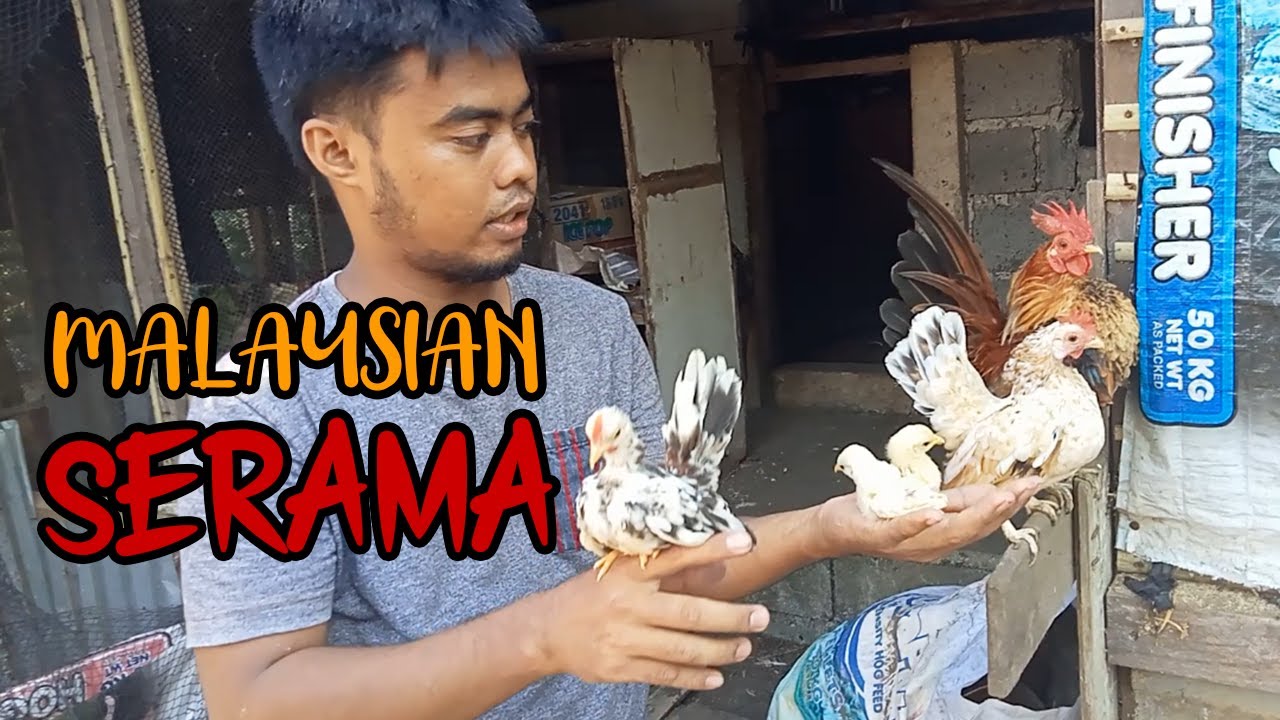 MALAYSIAN SERAMA  | BACKYARD FARM