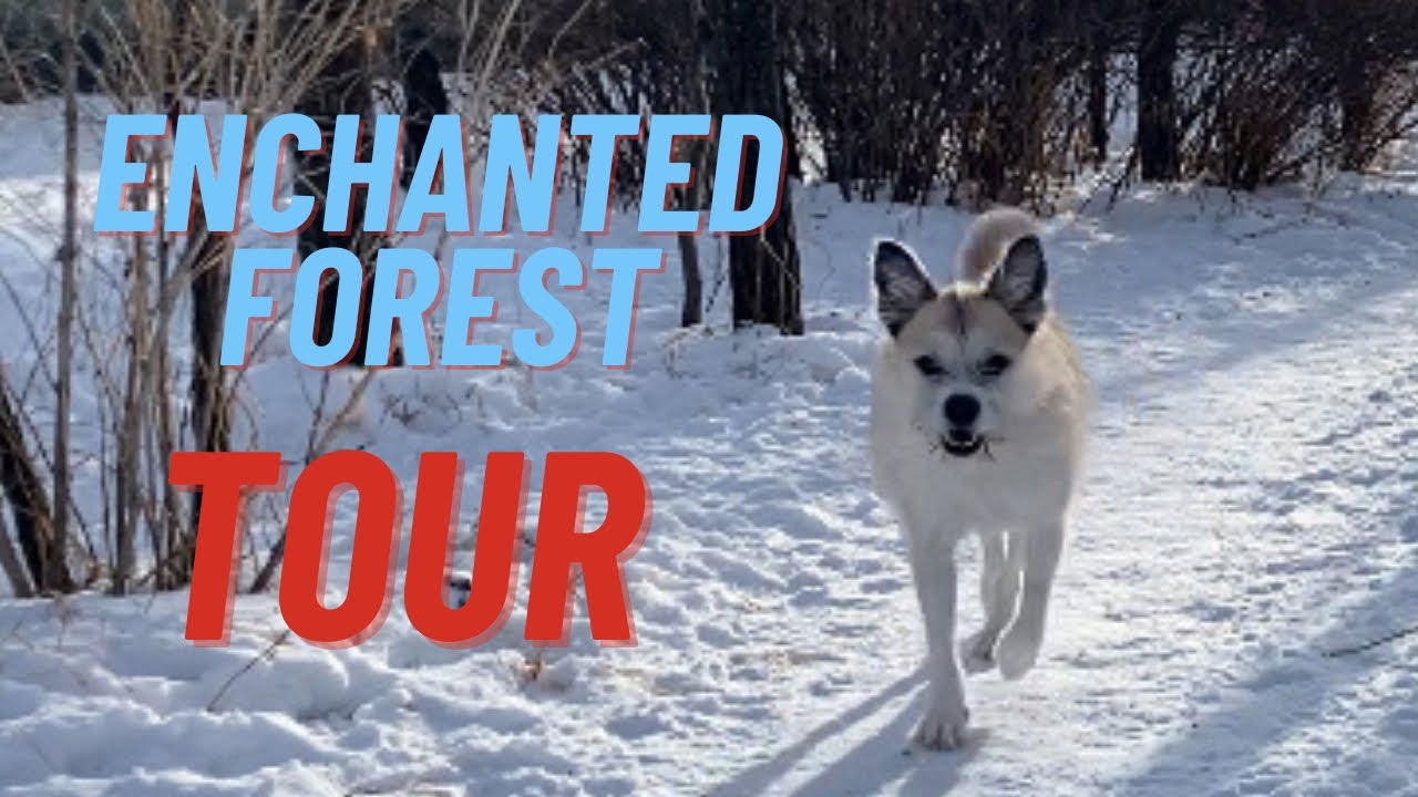 Enchanted Forest Tour – Private Off-Leash Dog Park at Play Unleashed