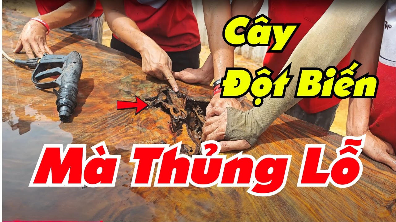 Tưởng Mất Trắng khi xẻ cây gỗ lim đột biến ai nghờ Lời Tiền Tỷ | Sơn Sập Gỗ