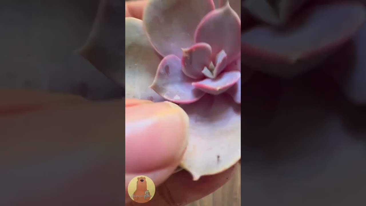 Echeveria Perle Von N&uuml;rnberg la primera de mi colecci&oacute;n #Shorts #Short #Suculentas #Suculenta