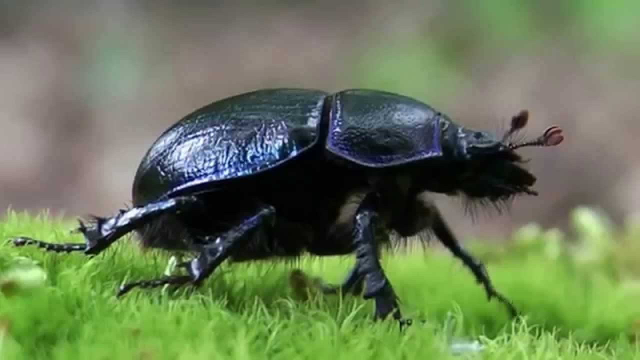 Mistkäfer