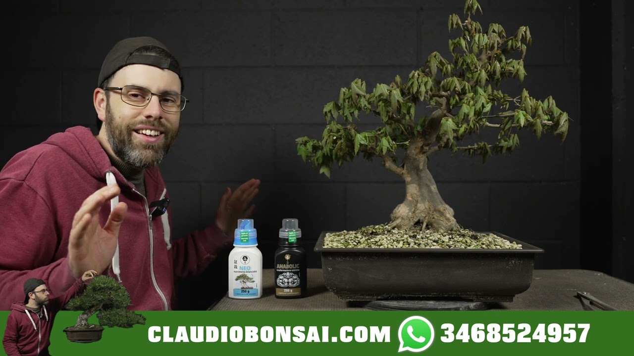 CHIMICO VS ORGANICO, quale concime usare per costruire bonsai senza mettersi a piangere sui social