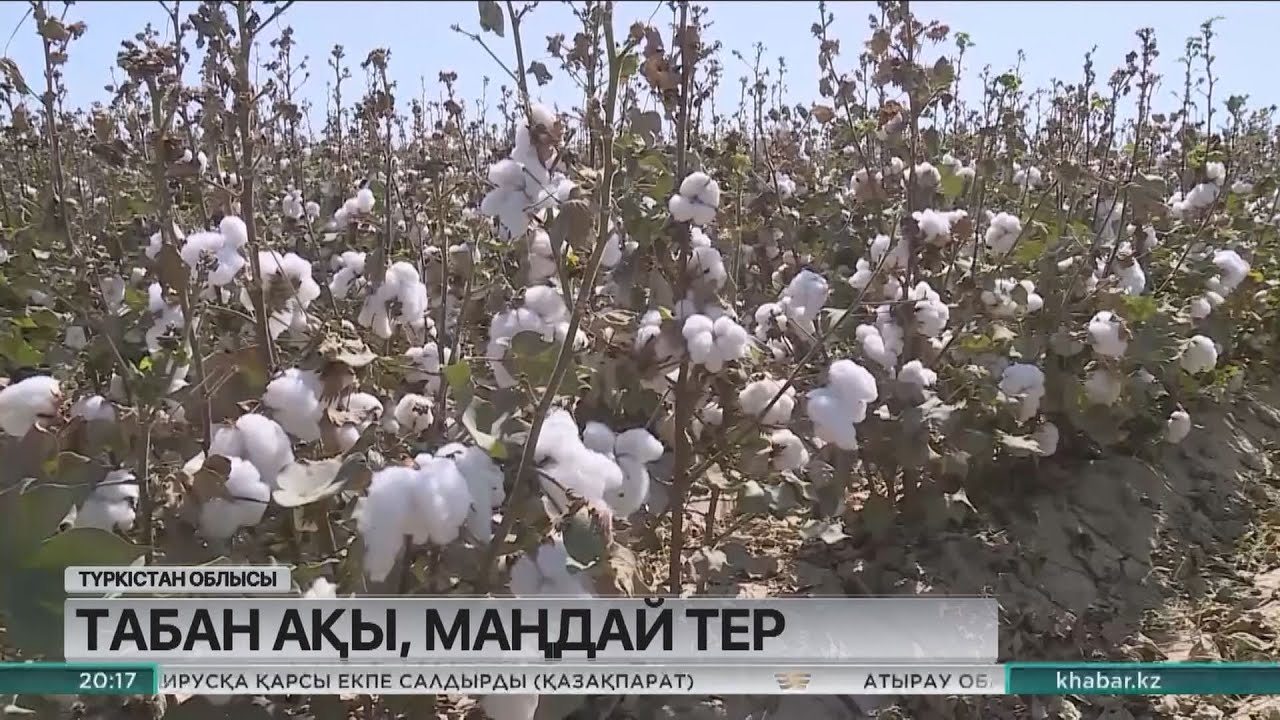 Мақта терімі: 1 келісі 250 мың теңгеден қабылданып жатыр