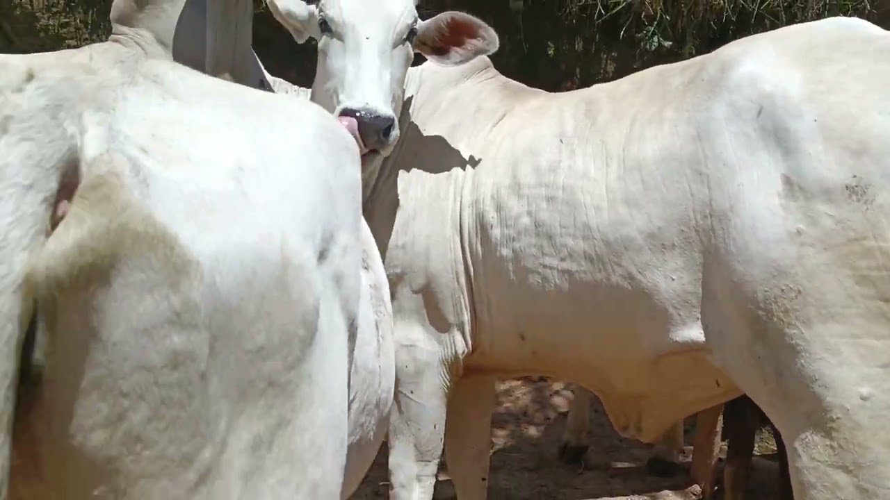 Veja os Primeiros sinais de Prenhez da Novilha Juma #pecuarista #gado #prenha #agro #novilhas