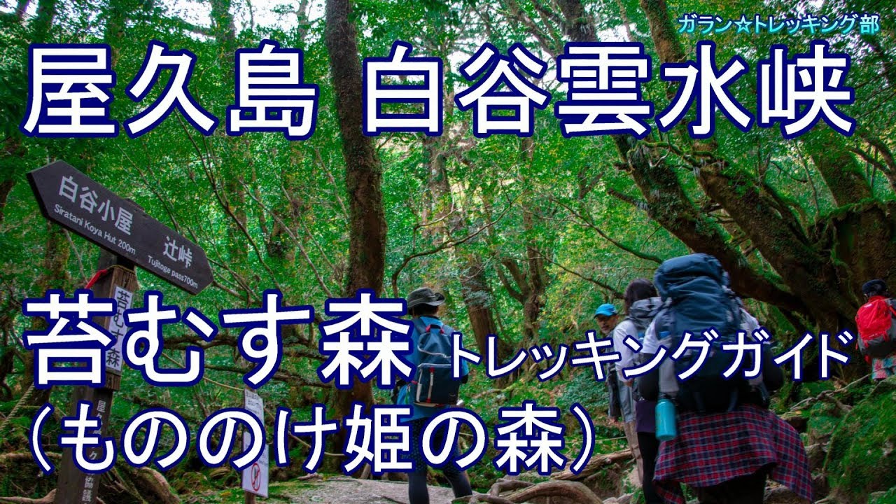 屋久島　白谷雲水峡（前半）苔むす森  トレッキングガイド