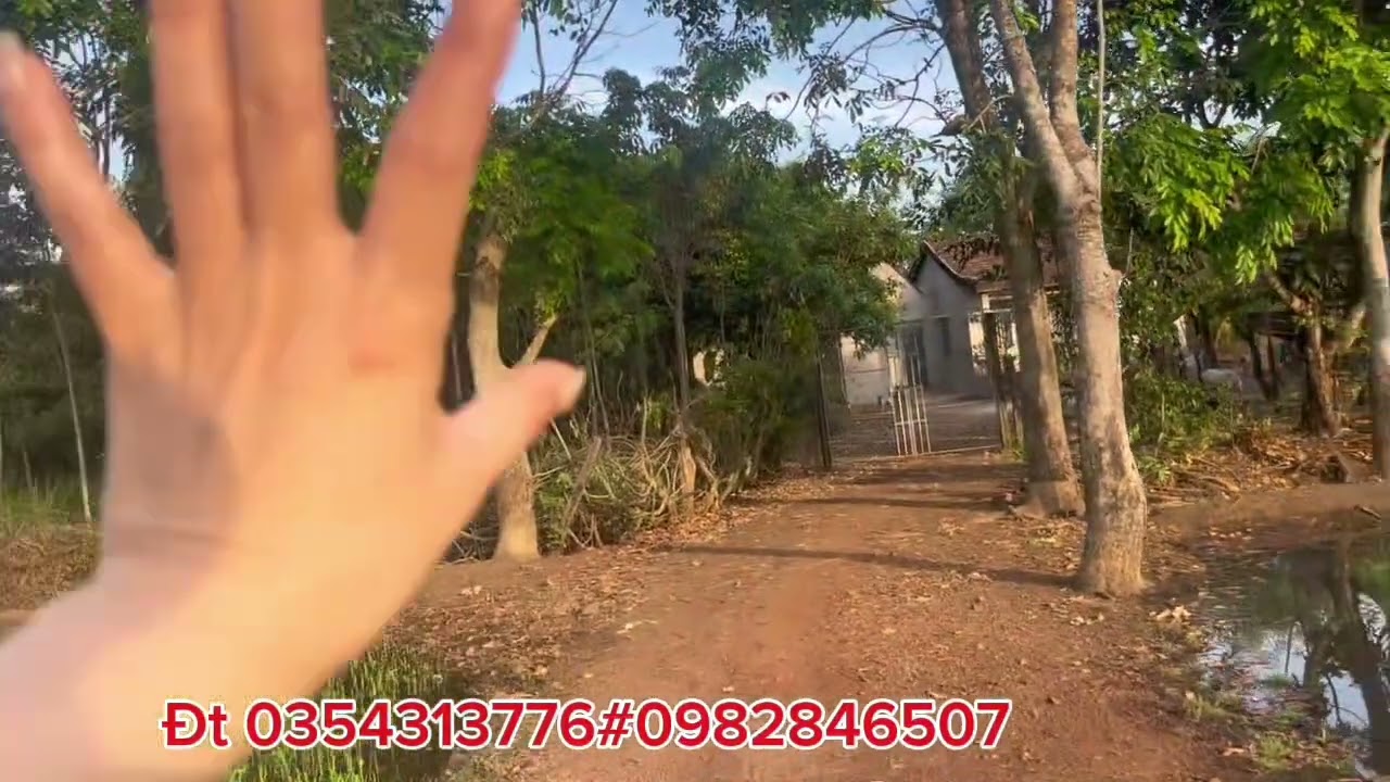 Dt 4,5ha giá 622tr/1ha ,mảnh vườn viu ruộng thật đẹp @bat #muabandatgiare #nha 