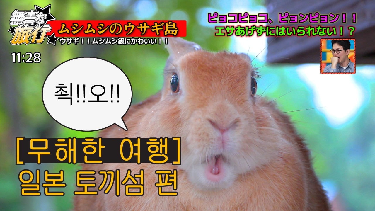 【자막 있음】 무해한 여행 : 일본 토끼 섬