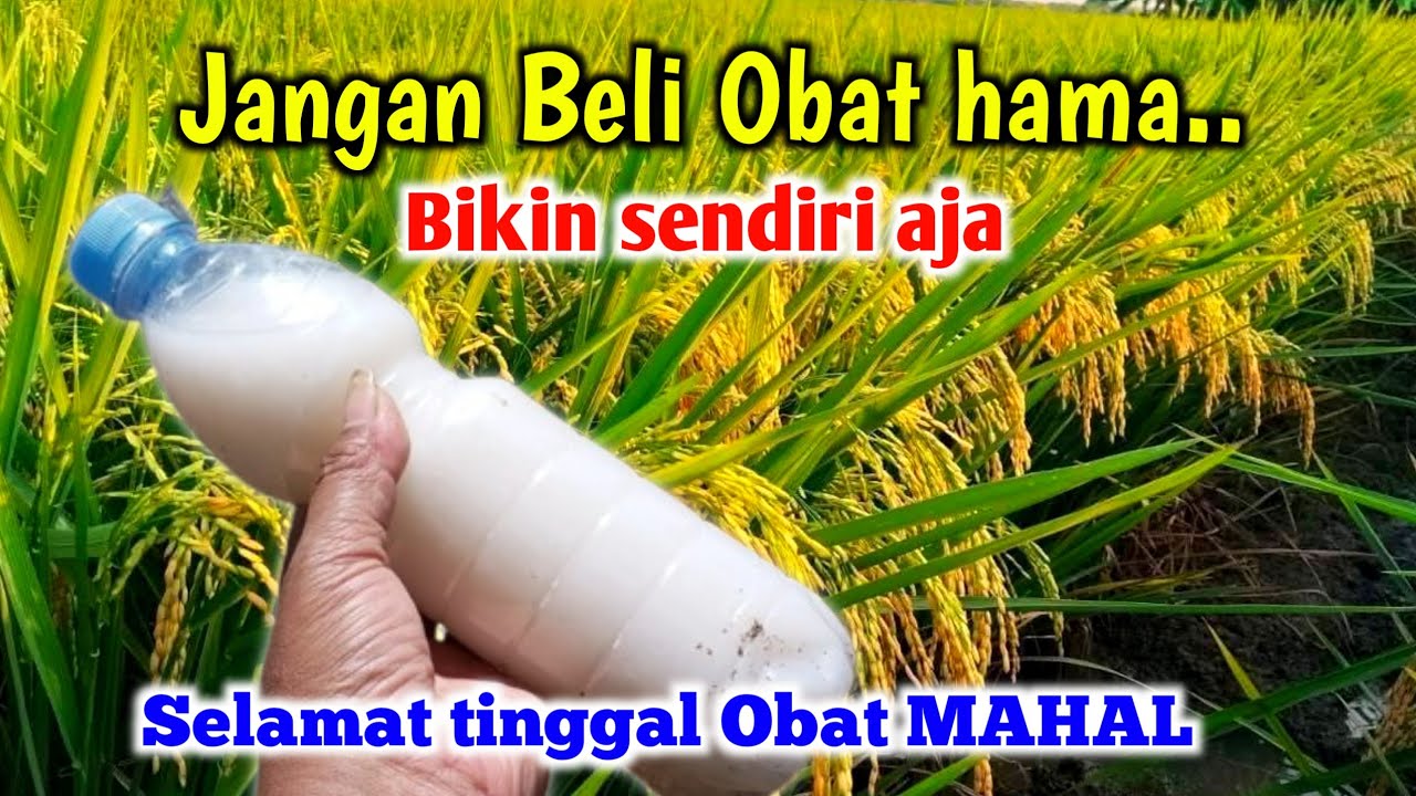 LIHAT HASILNYA BIKIN TERKEJUT Tidak Perlu beli obat hama lagi