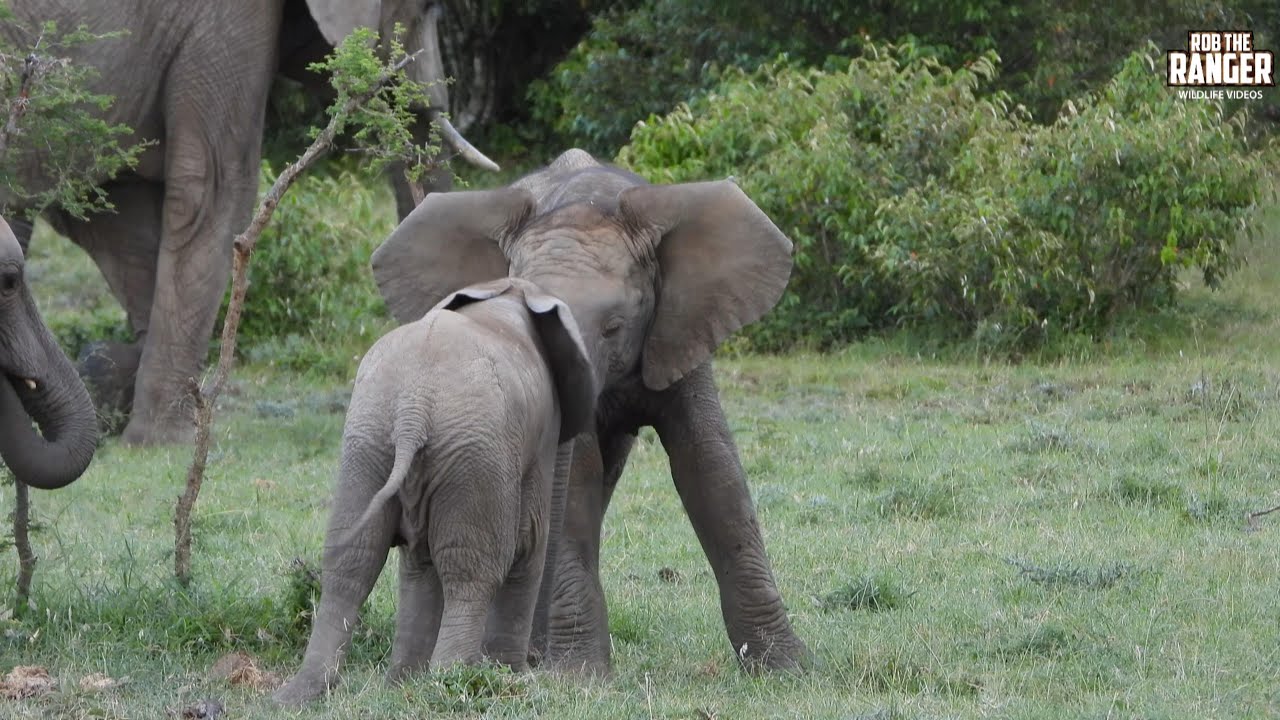 Watch These Cute Elephant Calves Play In The Herd! | Lalashe Mara Ripoi Safari