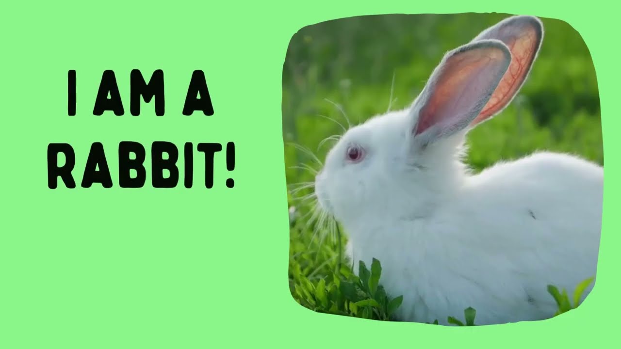 Animal Riddles for Children Kids, What Am I /rabbit,dog,cat,zebra,giraffe,spider... fun game!