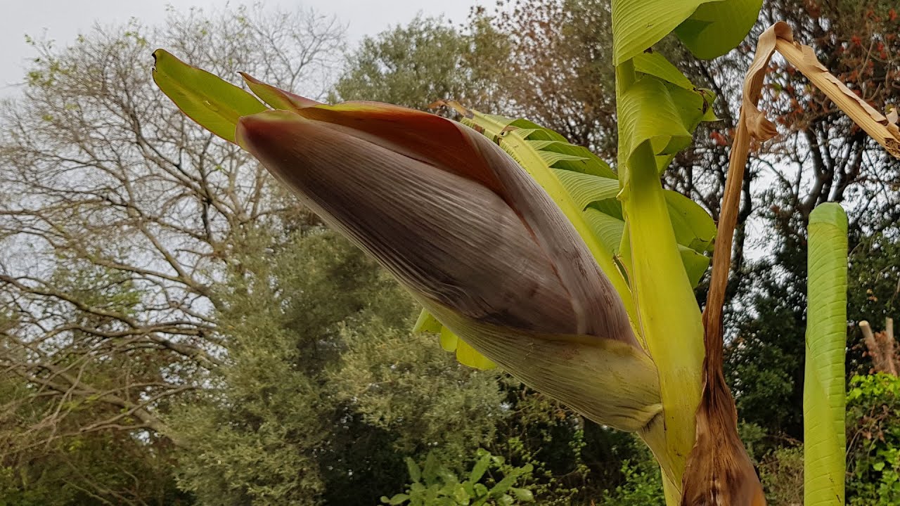 Le bananier fleurit pile-poil au bon moment !