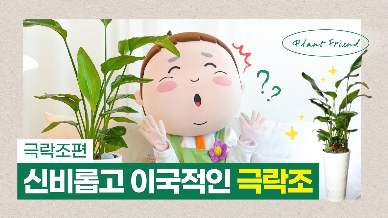 [EP.5]신비롭고 이국적인 극락조편 I 극락조키우기,특징,물주기,환경 - 식친소