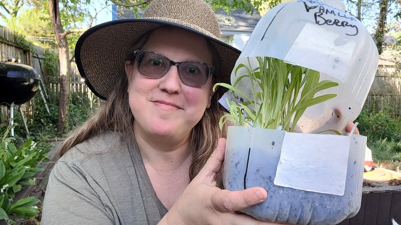 When to open winter sowing jugs to transplant & for how long + update on winter sowing