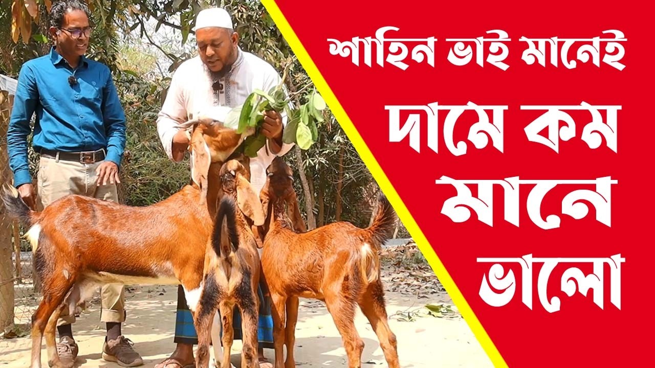 শাহিন ভাইয়ের অরিজিনাল সহ হাই কোয়ালিটি বিভিন্ন জাতের বাহারী কালেকশন | Goat Farm | Rakhal Bondhu