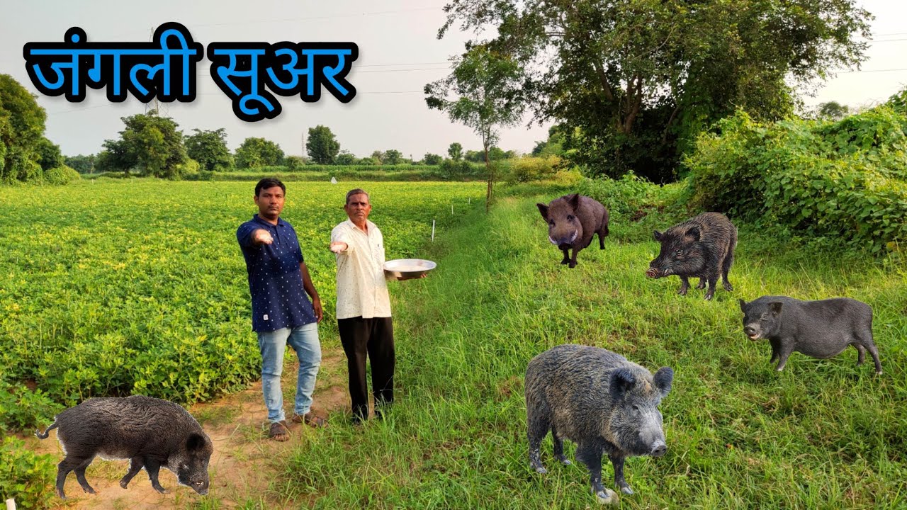 जंगली सूअर (भूंड) भगाने का तरीका | जंगली सूअर को मूंगफली के खेतों से भगाये || Wild Boar Animal, 2025