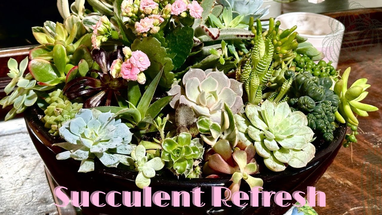 Create A New Succulent Design: Transform a Messy Pot Into a Masterpiece You’ll Love 💗 