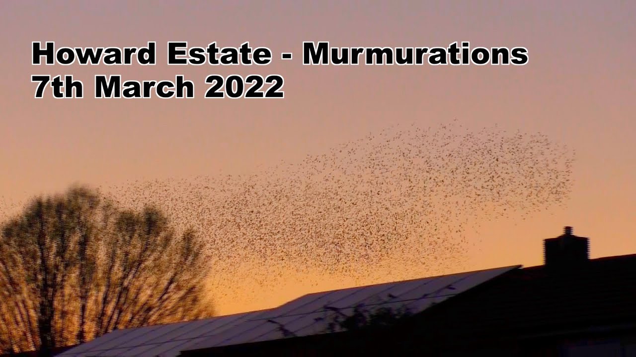 Howard Estate Murmurations - Bury St Edmunds - NEW