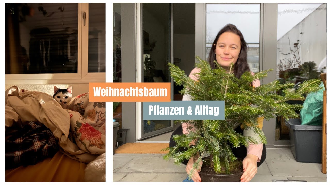Katzensicherer Weihnachtsbaum?? Es wird weihnachtlich in meiner Wohnung. | Weekly Vlog 49/2026