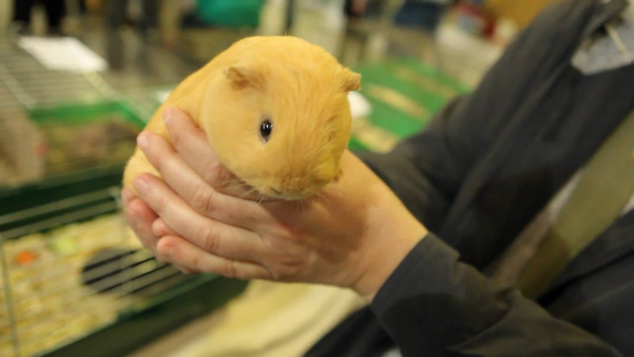 Tengerimalac kiállítás Hódmezővásárhelyen