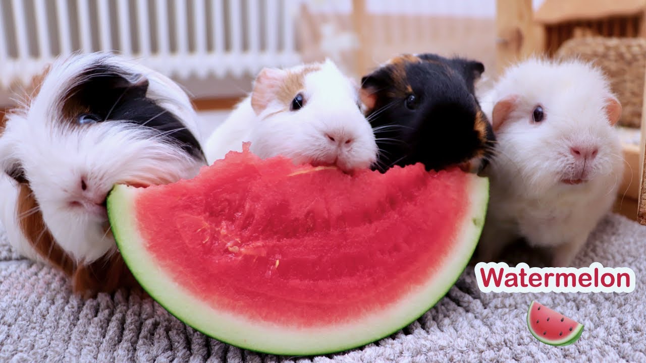 Guinea Pigs Eating Watermelon For First Time This Summer