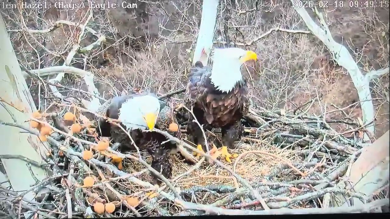 Glen Hazel (HAYS) bald eagles - huge stick plus 